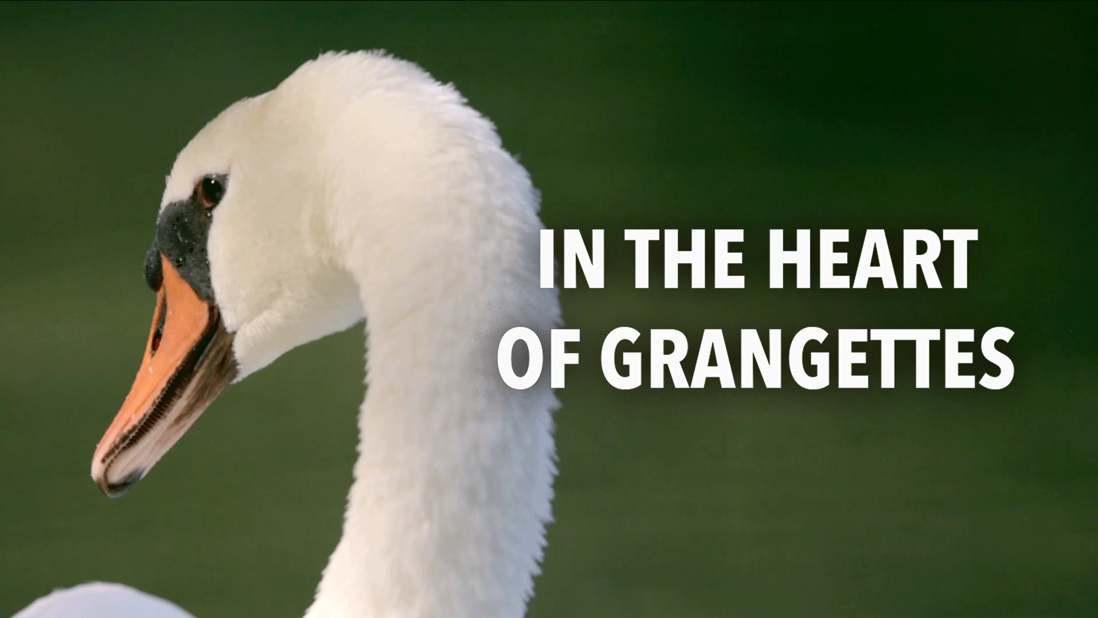 In the Heart of Grangettes poster